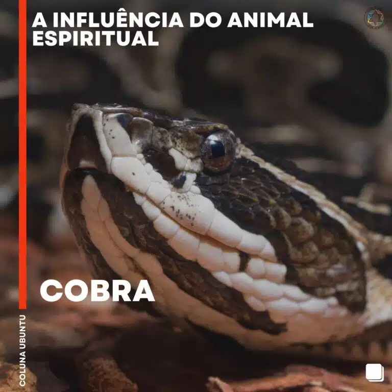 cobra