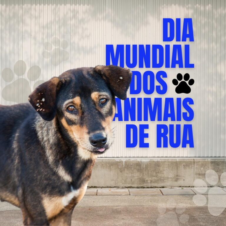 animais de rua